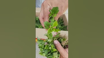 Giống hoa cúc pha lê đại đóa tết 2025 p1