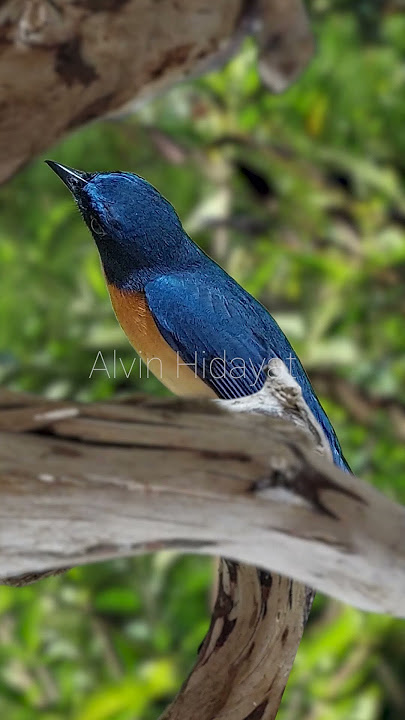 Relaxing Bird Sounds in the Wild Forest | Pure Nature Ambience #shorts  #birds #birdsounds