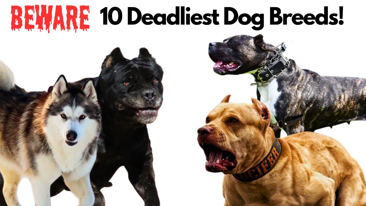 What are the Most Aggressive Breeds of Dogs: Top 10 Fierce Types