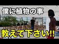 【今1番気になってる植物】そしてこの後とんでもない答えが返ってきました。。。　　　【園芸超人カーメン君】【VISON】【フィンガーライム】