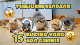 TUNJUKIN KEADAAN 15 KUCING YANG ADA DISINI