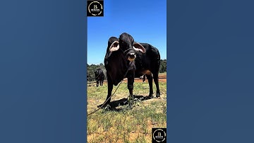Sapi brahman x simental #sapi #cow #sapigemuk #sapilucu #sapipedaging