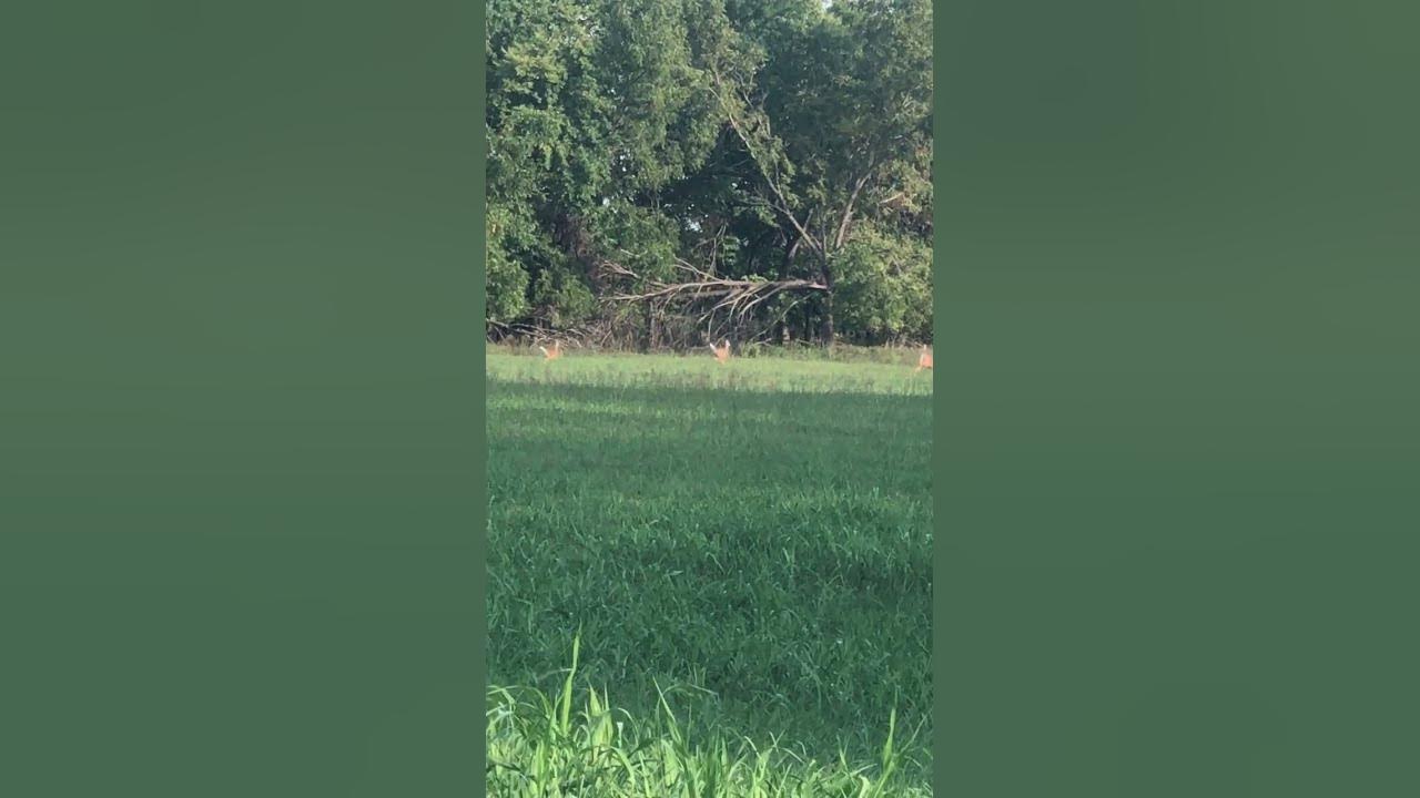 National Wildlife Day Videos Missouri Whitetail Deer Running Deer