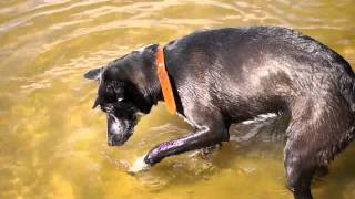 Собака ныряет в воду