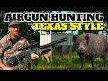 Airgun hunting hogs and coyotes in texas