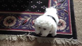 Cute bichon frise a crying like a baby