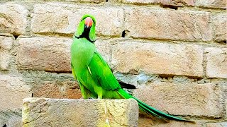 Green Parrot Talking Birds Natural Sounds 4K Videos screenshot 4