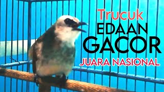 TRUCUKAN EDAN GACOR ROPEL PANJANG 1 NAFAS