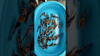 Hadir Lagi Koi Lovers Showa Naruto Doitsu ikankoiindonesia ikankoi