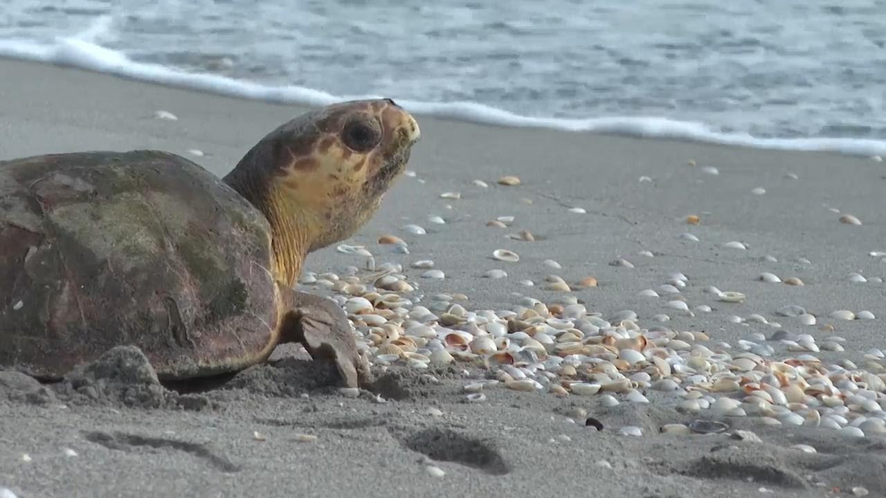 Loggerhead sea turtle returns to Atlantic Ocean in Florida after rehabilitation