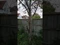 # cherry tree # gardening #