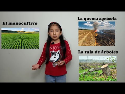 Video: ¿Es sostenible la agricultura de tala y quema?