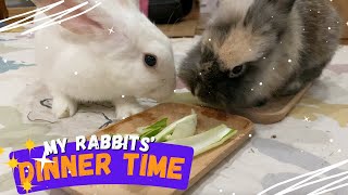 Masterbun Vlog: Dinner Time with My Rabbits