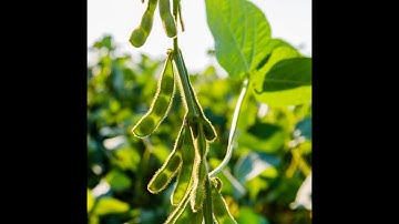 Talc USA Soybean Inoculant MicroSurge and Seed Treatment Inceptive