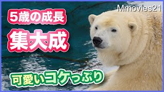 5歳の締めくくりにコケちゃった愛嬌たっぷりのホッキョクグマ【リラ】大好きなものをもらってご機嫌です ララはスリスリデー　Polar Bears in snow