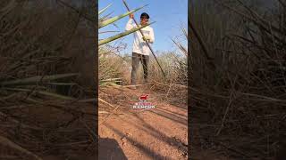 Sacando planta de agave #ecosdelrancho