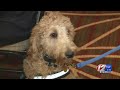 RI’s first police therapy dog to comfort victims, witnesses of violent crimes RI’s first police therapy dog to comfort victims, witnesses of violent crimes