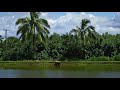 Calming Tropical Pond Sounds | 8 HOURS | 4K