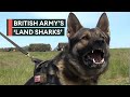 Land sharks: Army&#39;s four-legged companions with a bite to match their nickname