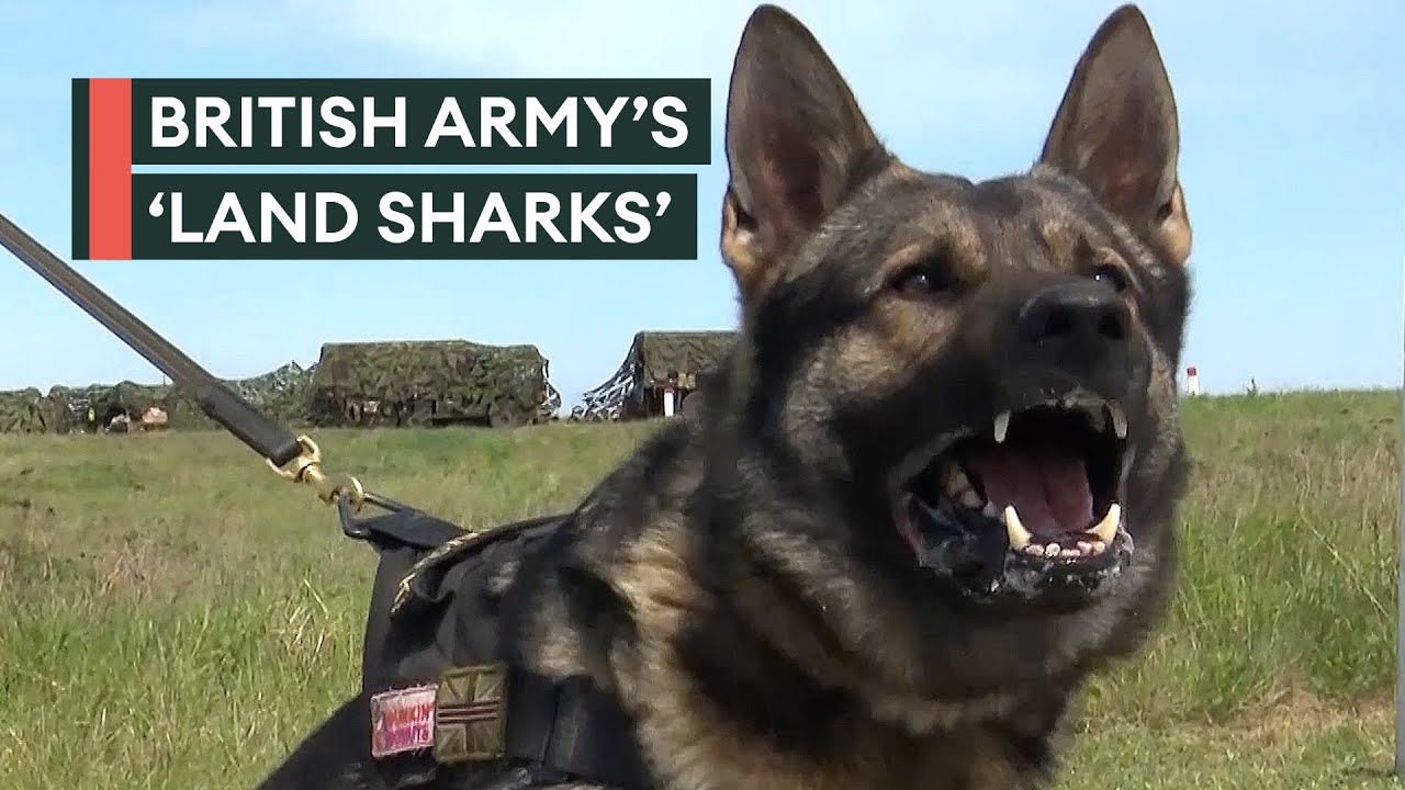 Land Sharks: Army's four-legged C ompanions with a Bite to match their Nickname