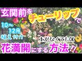 【チューリップ】今植えよう🌷土がなくても、玄関前をチューリップ園にする方法🤗 / 10〜12月が適期、球根植え付けの5ポイント/ 寄せ鉢って何？/ この方法で写真映えスポットに✨【ガーデニング】