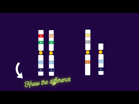 Heterozygous vs Hemizygous genotype[ alleles, homozygous]