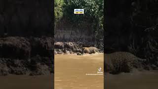 Jaguar vs big snake tranding animals  zim zimsocial