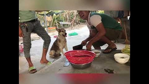 Rivew Đặc sản miền Trung - Nhông sào xã ớt và Nhông nướng muối ớt ! Quá đã !