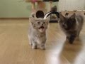 Cute munchkin baby kitten talks too much