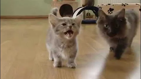 Video 3539531: munchkin baby kitten talks, cute munchkin baby kitten