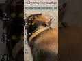 #interesting #funny #funnyvideo #fyp #foryou #dog #comedy Funny Dog Compilation.Manic laughter—haha!