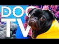 TV for Dogs 12 Hours of Coral Reef Entertainment for Bored Dogs + Music!
