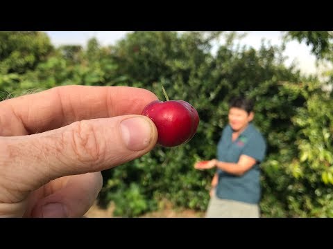 Video: Hình Barbary là gì - Trồng cây Barbary Fig trong vườn