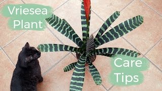 Vriesea Plant Care Tips: The Bromeliad With The Flaming Sword Flower / Joy Us Garden