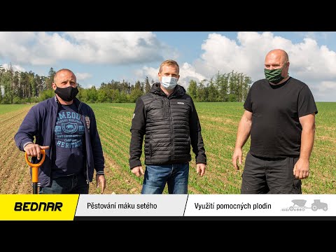 Video: Pestovanie maku Matilija – Ako pestovať mak Matilija vo vašej záhrade