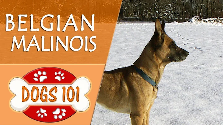Dogs 101 - BELGIAN MALINOIS - Top Dog Facts About the BELGIAN MALINOIS