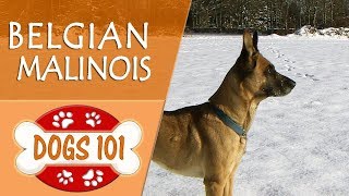 Dogs 101  BELGIAN MALINOIS  Top Dog Facts About the BELGIAN MALINOIS