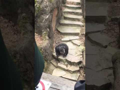 Видео: Грубый шимпанзе нападает на бабушку