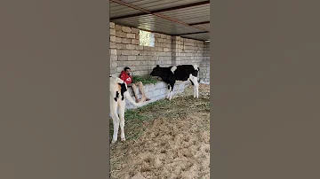 سنفور الحجاج بستان ابقار الابقار علف 
