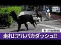 市川市動植物園でアルパカダッシュ Alpaca Dash at Ichikawa City Zoological and Botanical Garden