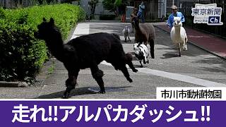 市川市動植物園でアルパカダッシュ Alpaca Dash at Ichikawa City Zoological and Botanical Garden