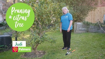 How to prune citrus trees