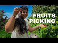 നമുക്ക് സ്ട്രോബെറി പറിക്കാൻ പോകാം | Strawberry and Raspberry picking | Malayalam Vlogs