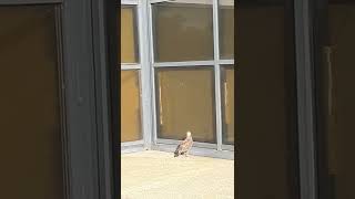 Young Seagull Attacking Its Own Reflection. 🕊