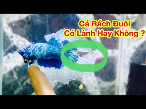 Video: Trang chủ Biện pháp khắc phục hậu quả trên chó