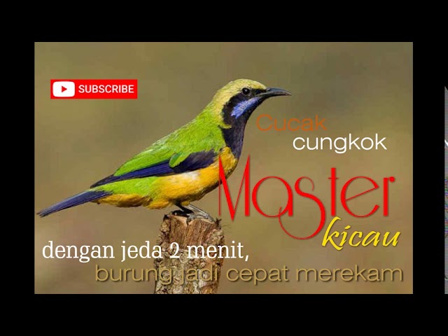 masteran cungkok jernih jeda 2 menit class=