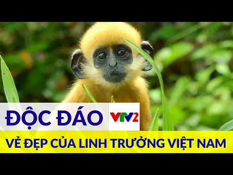 Video: Hệ thống gọi linh trưởng là gì?