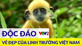 Thiên nhiên sắc màu|Tập 7|Vẻ đẹp của Linh Trưởng |Thế giới động vật Việt Nam| VTV2