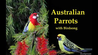 Australian  Parrots