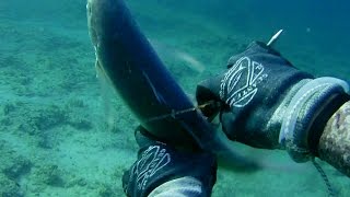 Pesca Sub - Un ammucchiata di caranghi